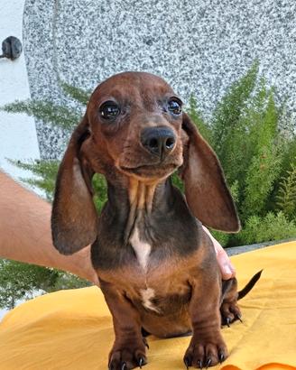 Cuccioli maschi di Bassotto Fulvo