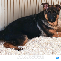 Cucciole femmine di pastore tedesco