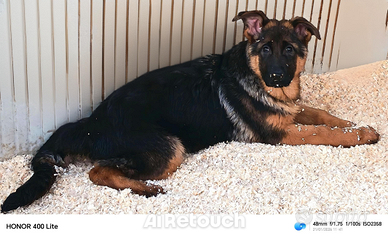 Cucciole femmine di pastore tedesco