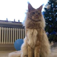 Maine Coon per Monta
