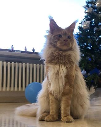 Maine Coon per Monta