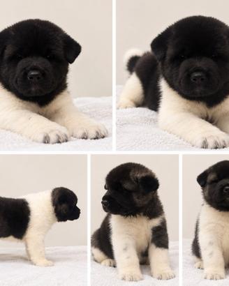 Cuccioli Akita Americano