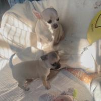 Cucciola Chihuahua pura nana