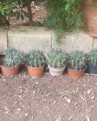 ferocactus 