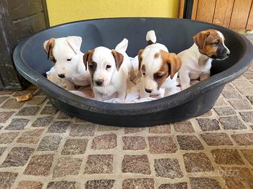 Cuccioli jack russell terrier