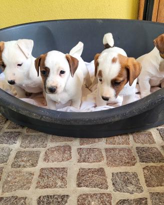 Cuccioli jack russell terrier
