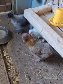 Galline Morosotas