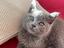 Immagine 4