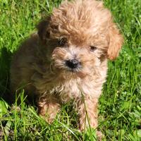 Barboncini mini Toy cucciolini maschi