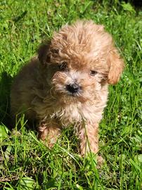 Barboncini mini Toy cucciolini maschi