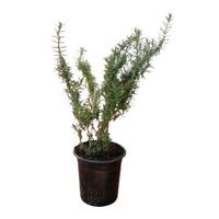 💜 Lavanda Selvatica Sarda – Lavandula Stoechas