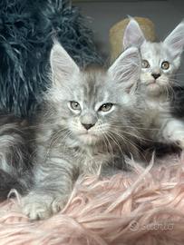 Cuccioli Maine coon