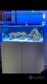 Acquario marino vivo