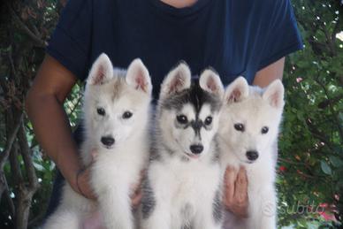 Pedigree enci siberian husky cuccioli