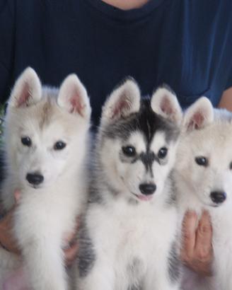 Pedigree enci siberian husky cuccioli