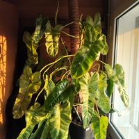 Phylodendrum paraiso verde