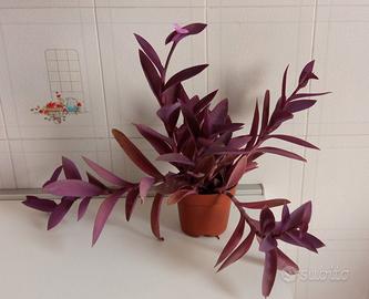 Pianta Tradescantia