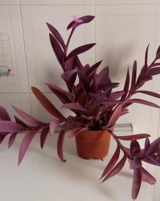 Pianta Tradescantia