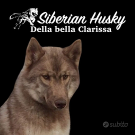 Cuccioli siberian husky
