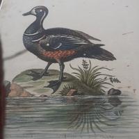 Incisioni dell'700 Anatre di George Edwards