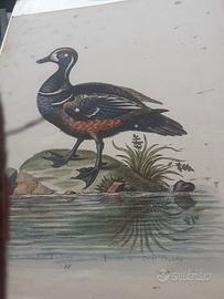 Incisioni dell'700 Anatre di George Edwards
