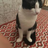 Cucciolo di gatto di 7 mesi