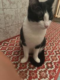 Cucciolo di gatto di 7 mesi