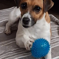 Jack Russel per la monta