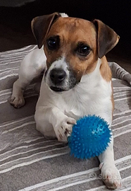 Jack Russel per la monta