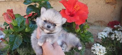 Chihuahua