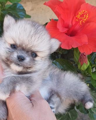 Chihuahua