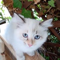 Siberiano neva ipoallergenico