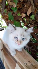 Siberiano neva ipoallergenico