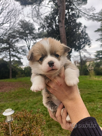 Cuccioli corgie