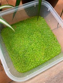 Lemna Minor - Lenticchia d'acqua viva a prezzo sup