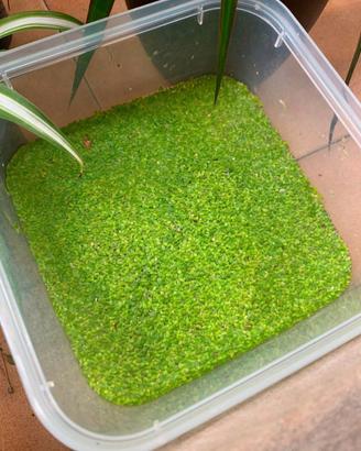Lemna Minor - Lenticchia d'acqua viva a prezzo sup