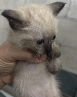 Animali