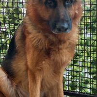 Pastore tedesco per monta