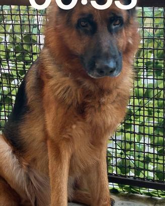 Pastore tedesco per monta