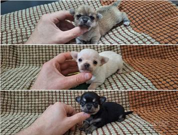 Mini chihuahua pedigree enci
