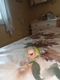 Pappagalli