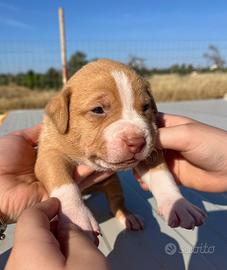 Pitbull