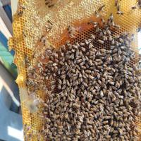 Nuclei / Famiglie di api