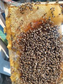 Nuclei / Famiglie di api