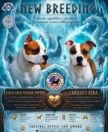 Cuccioli Amstaff alta Genealogia