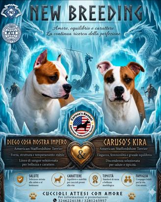 Cuccioli Amstaff alta Genealogia