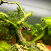 Pesci guppy dumbo platinum mosaic