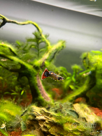 Pesci guppy dumbo platinum mosaic