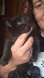 1 femmina ultima pronta subito