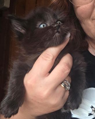 1 femmina ultima pronta subito